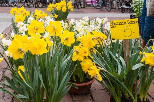 Fototapeta Naklejka Na Ścianę i Meble -  Narzissenschalen auf dem Wochenmarkt