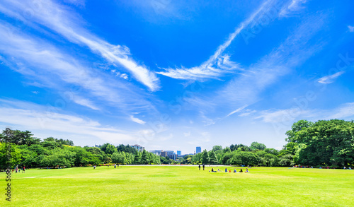 新緑が眩しい休日の公園