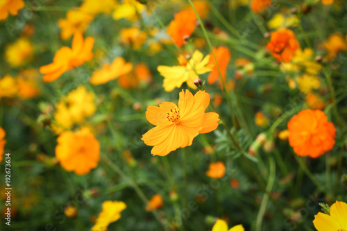 Orange cosmos flowers