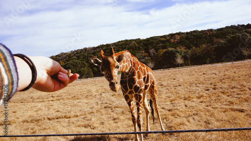 Canvas Print Giraffe2