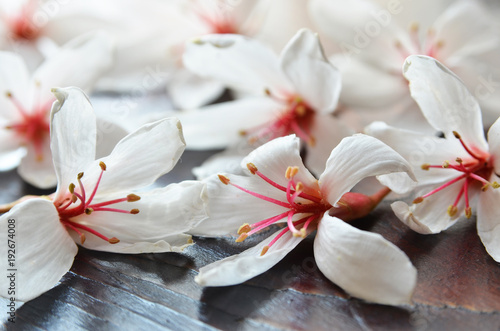 Tung tree flowers on the table 