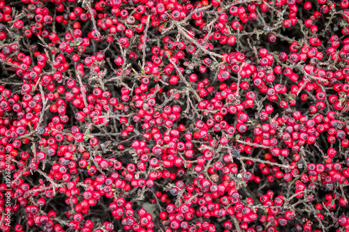 red winter berries © Janelle