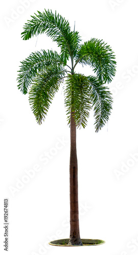 Manila palm, Christmas palm tree ( Veitchia merrillii ) isolated on white background. used for advertising decorative architecture. Summer and beach concept. © Artinun