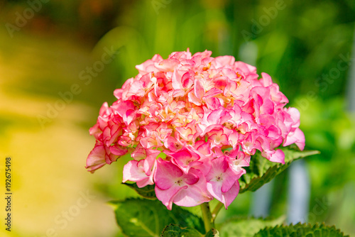 Fototapeta Naklejka Na Ścianę i Meble -  Blooming Pink Hydrangeas (Hydrangea macrophylla) in blurred garden background.