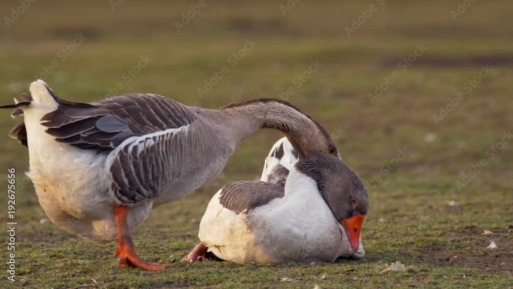 Goose raping female