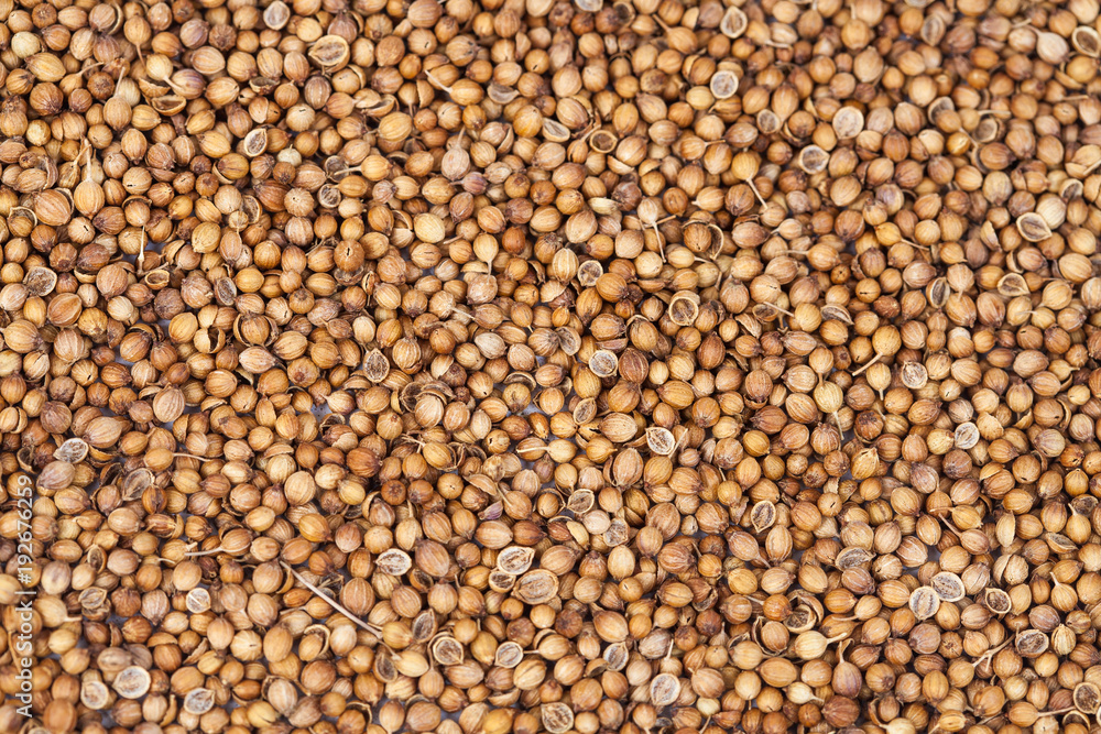 dry Coriander herb on texture background. dry Coriander herb on texture background.