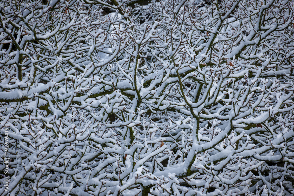 winter snow in forest