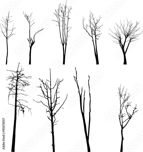 Dead Tree without Leaves Vector