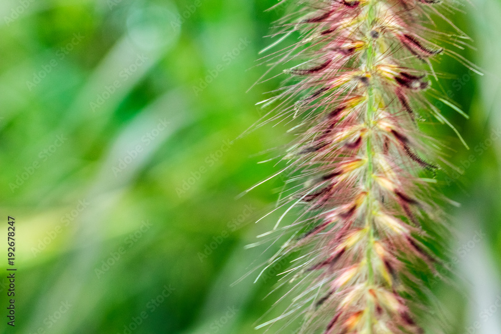 beautiful plants grass beautiful plants grass