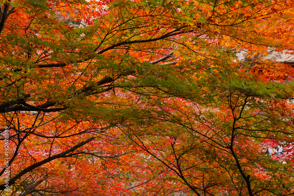 Colorful maple leaves (Momiji) during autumn in Kyoto Japan