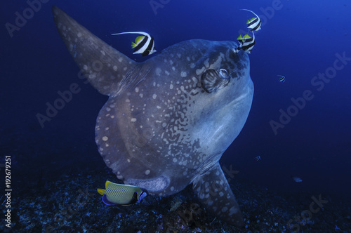 Tableau sur toile Mola Mola Sunfish at Cleaning Station in Bali