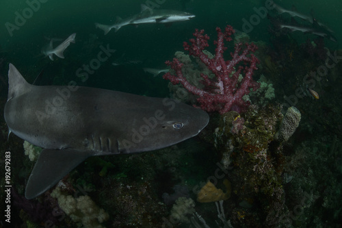 Close up of Banded Hound Shark in Green Waters of Japan