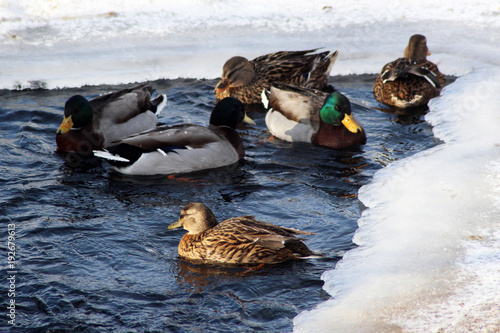 Two Ducks On Lake In Winter season