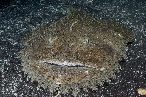 Fotografía Monkfish with Large Mouth Lurking for Food on Sandy Bottom of Osezaki, Japan