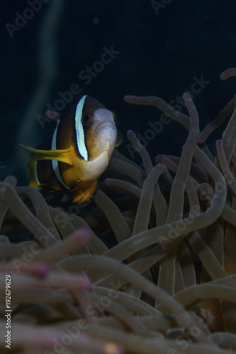 Finding Nemo -  The Anemone Fish Swimming in Osezaki, Japan photo