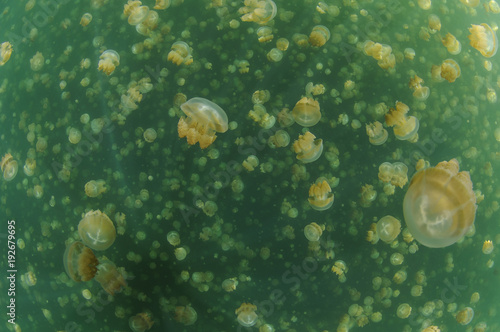 Tons of Jellyfish Swimming in Green Waters of Jellyfish Lake in Palau
