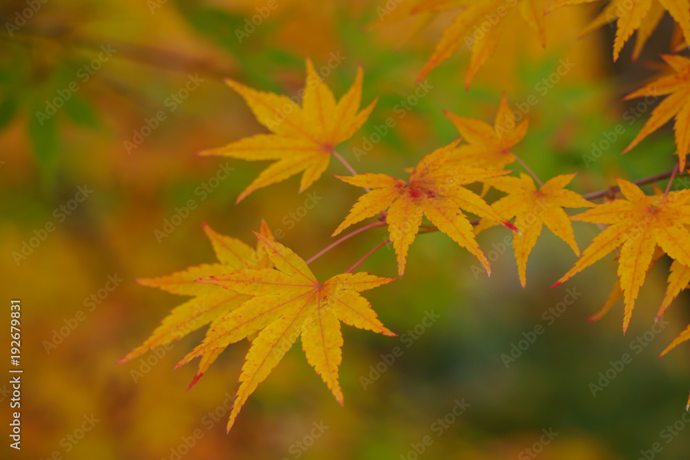 Colorful maple leaves (Momiji) during autumn in Kyoto Japan Colorful maple leaves (Momiji) during autumn in Kyoto Japan