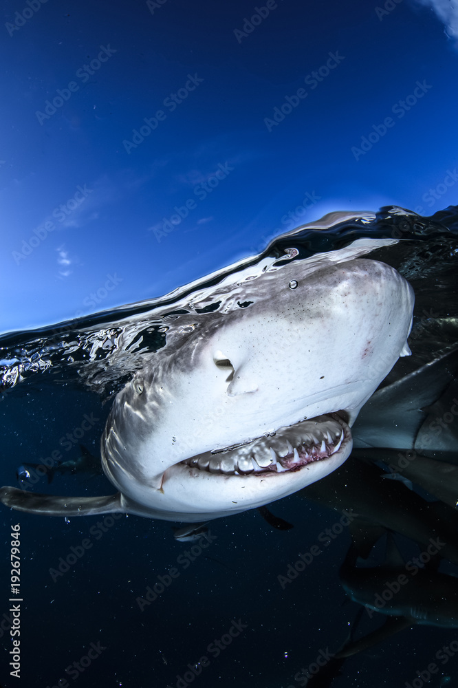 Very Close up of Lemon Shark Swimming through Open Blue Water in Bahamas
