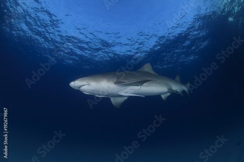 Lemon Shark Swimming through Open Blue Water in Bahamas © Martin