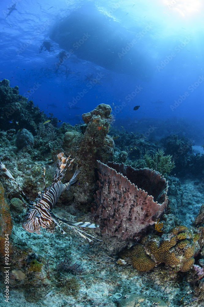 Fototapeta premium Lionfish among Colorful Reefs and Corals in Clear Waters of Bahamas