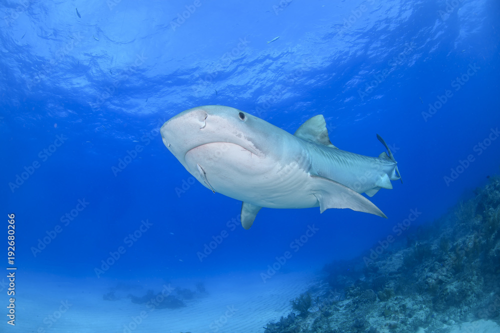 Tiger Shark Swimming Calmly through Blue Waters of Bahamas