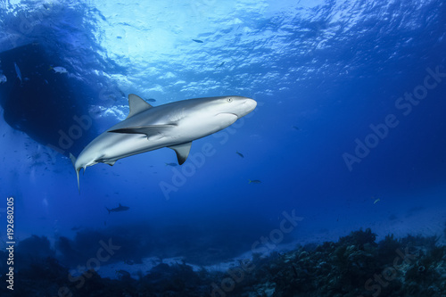 Caribbean Reef Shark Gliding through Open Waters of Bahamas © Martin