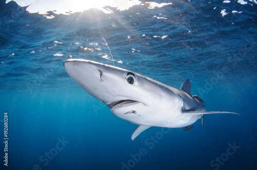 Blue Shark Swimming Freely in Clear Waters of Sunlit California