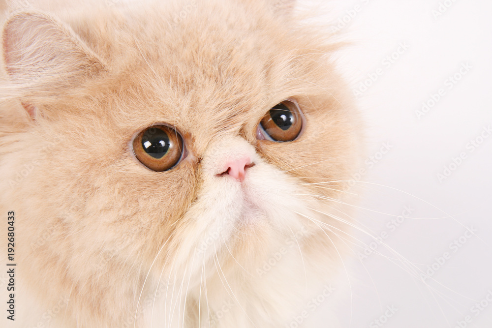 Brown and white persian cat close up face on white background.