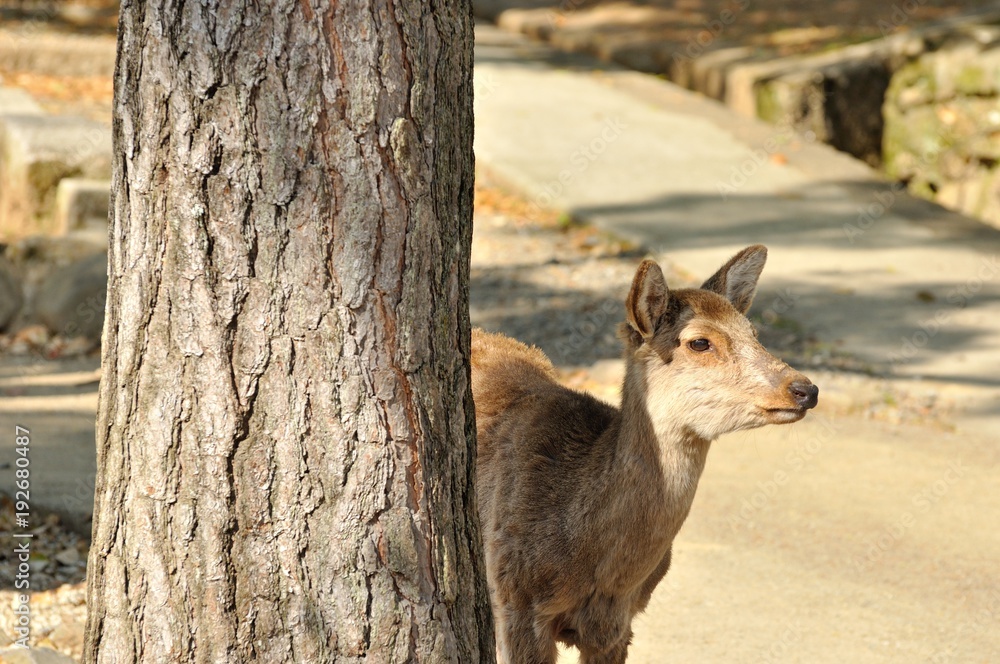 Obraz premium 奈良の鹿