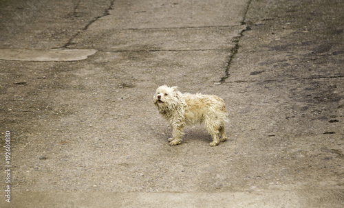Dog walking street