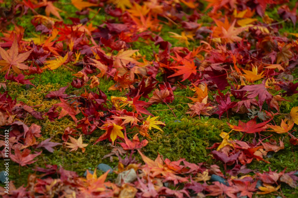 Colorful Maple leaves falls on the green mos ground Colorful Maple leaves falls on the green mos ground
