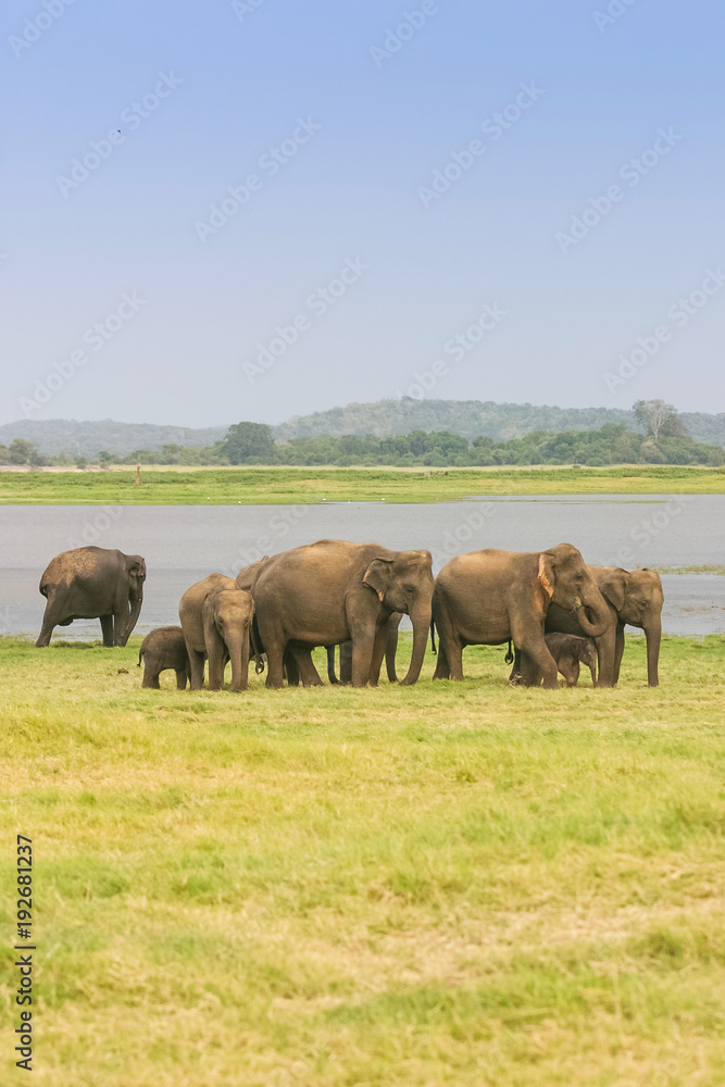 A Herd of Sri Lankan Elephant