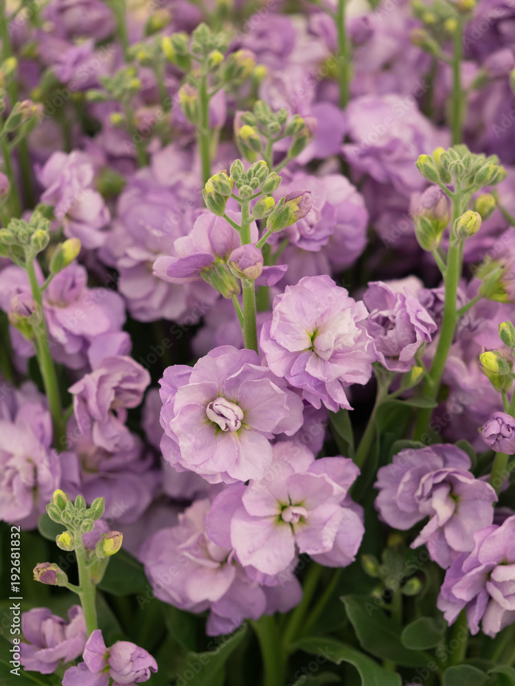 Fototapeta premium ストックの花