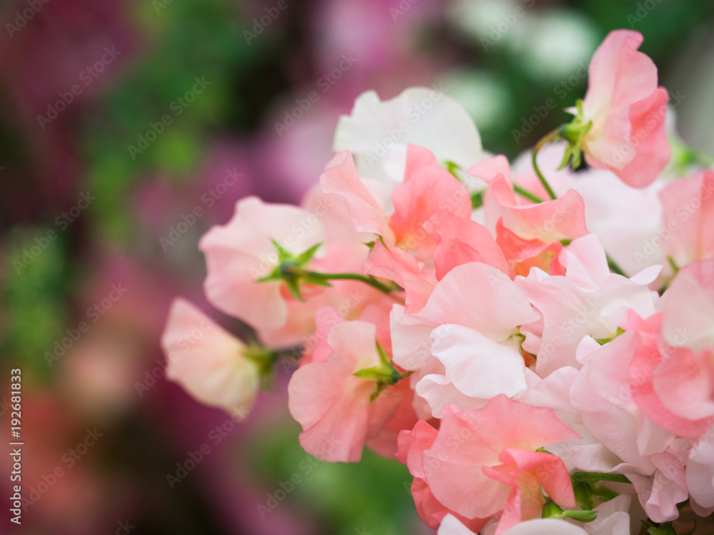 Obraz premium スイトピー