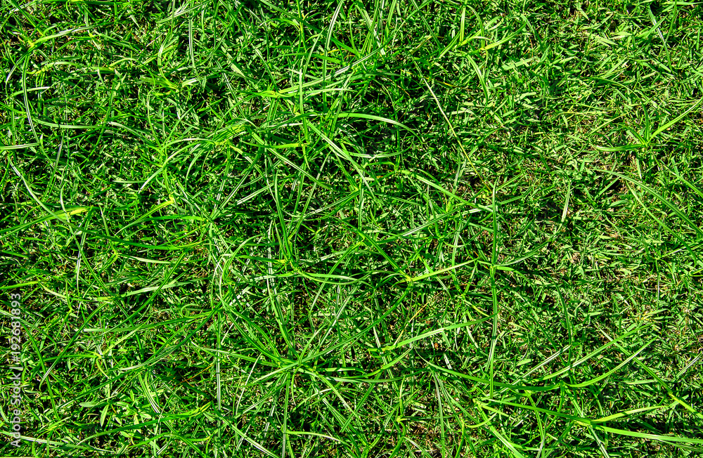 Green lawn, Backyard for background Green lawn, Backyard for background