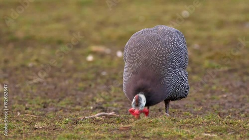 Helmeted guineafowl (Numida meleagris) pecking at ground photo