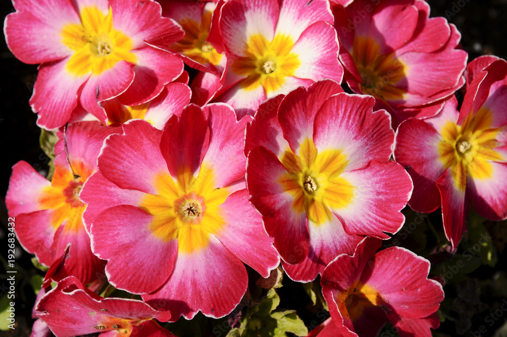 ポリアンサの花 Stock Photo Adobe Stock