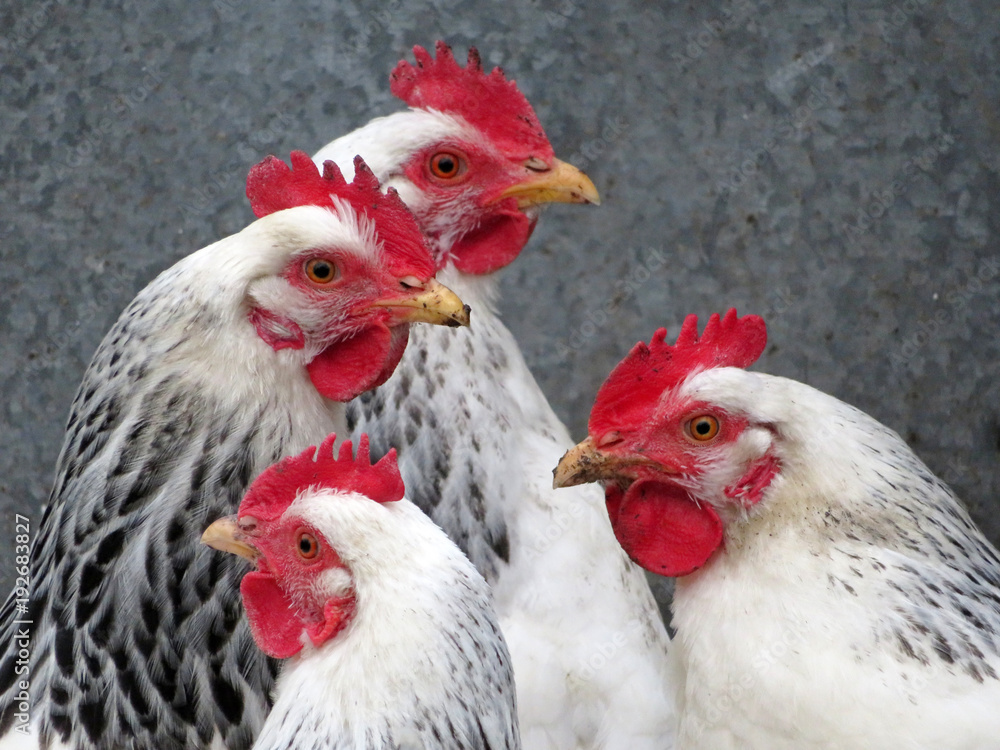 Fototapeta premium Hen on the farm. White chickens 