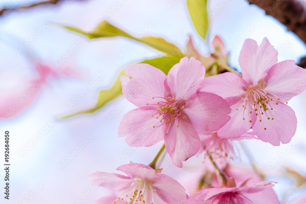 河津桜 河津桜
