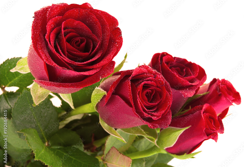 Naklejka premium roses