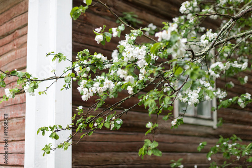 Apple tree flowers