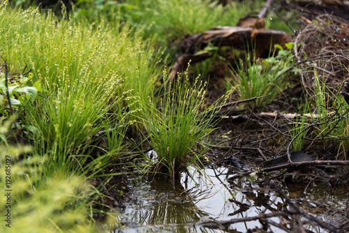 Green plants, water drops