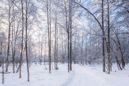 Winter forest, sunshine