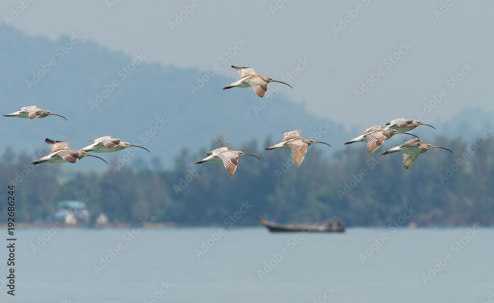 Flock of Eurasian Curlew migrated from the north land to Libong island, southern of Thailand during summer season.