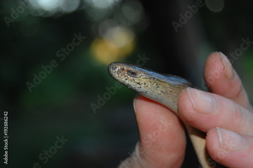 Coronella austriaca, Smooth snake