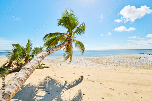 Fototapeta Naklejka Na Ścianę i Meble -  Palm tree and tropical beach, seychelles