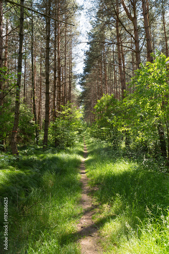 waldweg