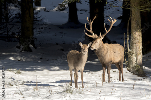 Fototapeta Naklejka Na Ścianę i Meble -  Rotwild Brunftgeflüster