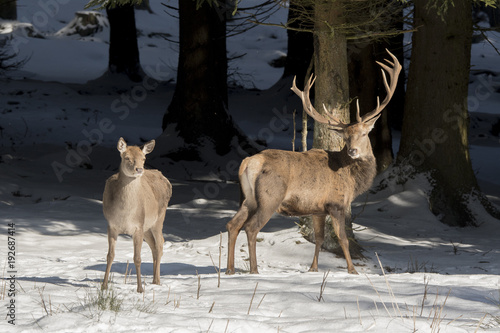 Fototapeta Naklejka Na Ścianę i Meble -  Rotwild Brautschau