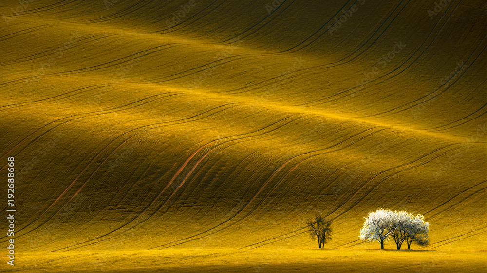 Spring Wavy Yellow Rapeseed Field With White Tree And Wavy Abstract Landscape Pattern.Corduroy Summer Rural Rape Landscape.Yellow Undulating Fields Of Crops.Yellow Background Texture. Spring Landscape